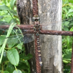 Adversaeschna brevistyla at Lower Boro, NSW - 26 Dec 2021 11:27 AM