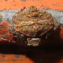 Dolophones sp. (genus) (Wrap-around spider) at Tidbinbilla Nature Reserve - 17 Jan 2022 by Christine