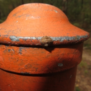 Dolophones sp. (genus) at Paddys River, ACT - 17 Jan 2022