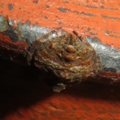 Dolophones sp. (genus) at Paddys River, ACT - 17 Jan 2022