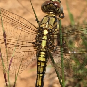 Orthetrum caledonicum at Lower Boro, NSW - 10 Jan 2022 12:02 PM