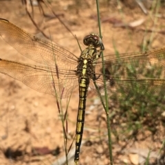 Orthetrum caledonicum at Lower Boro, NSW - 10 Jan 2022 12:02 PM