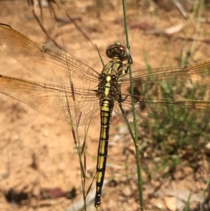 Orthetrum caledonicum at Lower Boro, NSW - 10 Jan 2022 12:02 PM