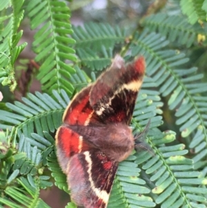 Nataxa flavescens at Lower Boro, NSW - 9 Jan 2022