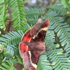 Nataxa flavescens (Nataxa Moth) at Lower Boro, NSW - 9 Jan 2022 by mcleana
