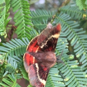 Nataxa flavescens (TBC) at suppressed by mcleana