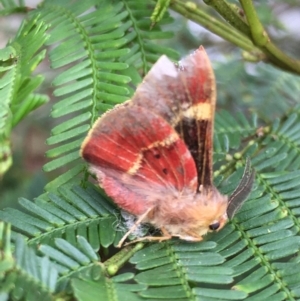 Nataxa flavescens at Lower Boro, NSW - 9 Jan 2022