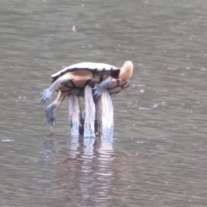 Chelodina longicollis at Paddys River, ACT - 17 Jan 2022