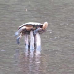 Chelodina longicollis (Eastern Long-necked Turtle) at Paddys River, ACT - 17 Jan 2022 by Christine