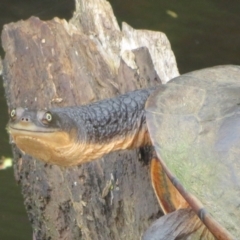 Chelodina longicollis at Paddys River, ACT - 17 Jan 2022