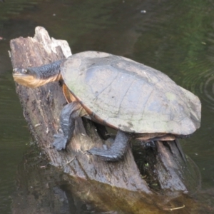 Chelodina longicollis at Paddys River, ACT - 17 Jan 2022