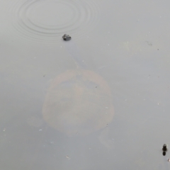 Chelodina longicollis at Paddys River, ACT - 17 Jan 2022