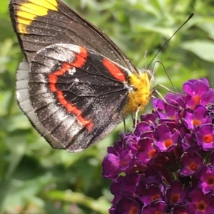 Delias nigrina (TBC) at suppressed by mcleana