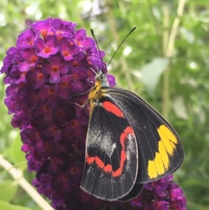 Delias nigrina at Lower Boro, NSW - 13 Jan 2022 12:08 PM