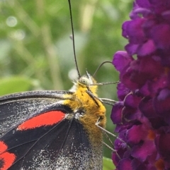 Delias nigrina at Lower Boro, NSW - 13 Jan 2022