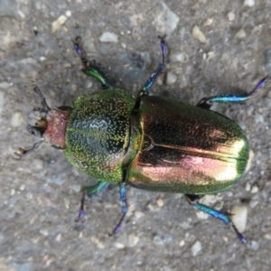 Unidentified Scarab beetle (Scarabaeidae) (TBC) at suppressed by Christine
