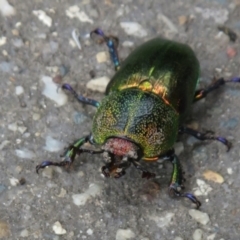 Lamprima aurata at Paddys River, ACT - 17 Jan 2022