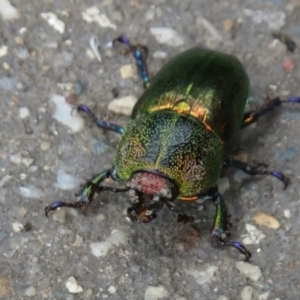 Lamprima aurata at Paddys River, ACT - 17 Jan 2022 01:09 PM