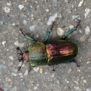 Lamprima aurata at Paddys River, ACT - 17 Jan 2022