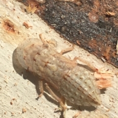 Ledromorpha planirostris (A leafhopper) at Boro, NSW - 3 Jan 2022 by mcleana
