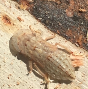 Ledromorpha planirostris at Boro, NSW - 3 Jan 2022