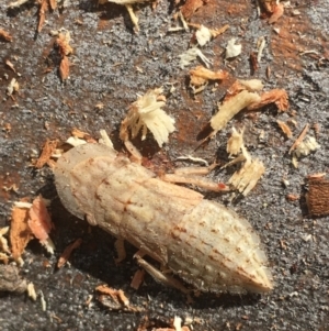 Ledromorpha planirostris at Boro, NSW - 3 Jan 2022