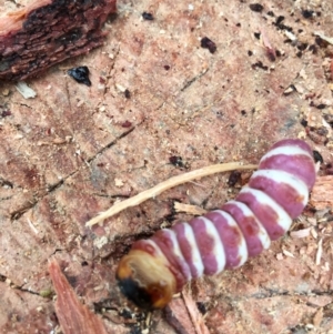 Endoxyla cinereus at Boro, NSW - 12 Jan 2022