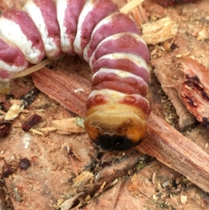 Endoxyla cinereus at Boro, NSW - 12 Jan 2022