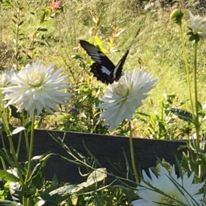 Papilio aegeus at Lower Boro, NSW - 8 Jan 2022 04:53 PM