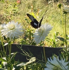 Papilio aegeus (Orchard Swallowtail, Large Citrus Butterfly) at Lower Boro, NSW - 8 Jan 2022 by mcleana