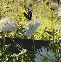 Papilio aegeus at Lower Boro, NSW - 8 Jan 2022 04:53 PM