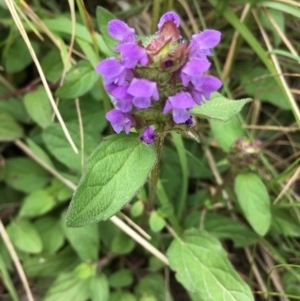 Prunella vulgaris at Lower Boro, NSW - 28 Dec 2021 01:13 PM