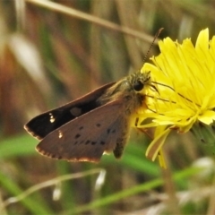 Timoconia flammeata (Bright Shield-skipper) at Strathnairn, ACT - 19 Jan 2022 by JohnBundock