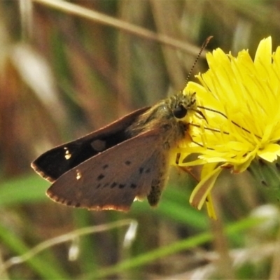 Timoconia flammeata (Bright Shield-skipper) at Ginninderry Conservation Corridor - 19 Jan 2022 by JohnBundock