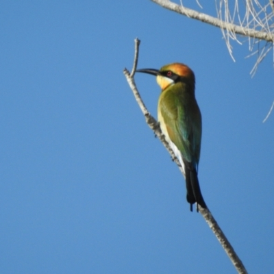 Merops ornatus (Rainbow Bee-eater) at Crystal Creek, QLD - 11 Jun 2016 by TerryS