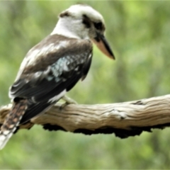 Dacelo novaeguineae (Laughing Kookaburra) at Mutarnee, QLD - 25 Jan 2014 by TerryS