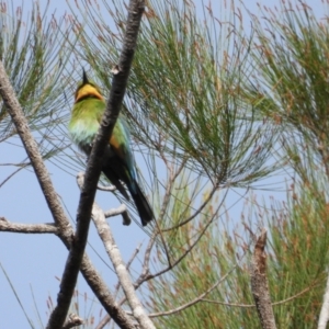 Merops ornatus at Crystal Creek, QLD - 26 Jul 2019