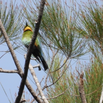 Merops ornatus (Rainbow Bee-eater) at Crystal Creek, QLD - 26 Jul 2019 by TerryS