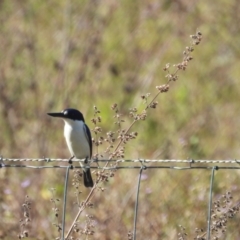 Todiramphus macleayii (Forest Kingfisher) at Mutarnee, QLD - 27 Jul 2019 by TerryS