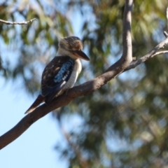 Dacelo leachii (Blue-winged Kookaburra) at Mutarnee, QLD - 27 Jul 2019 by TerryS