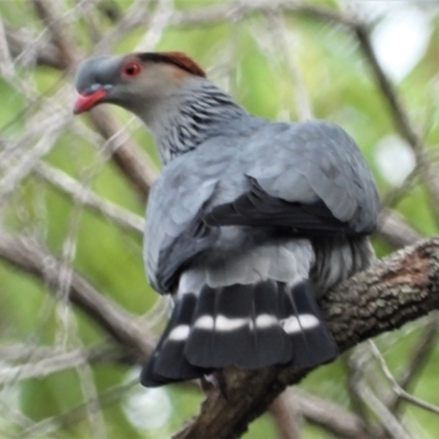 Lopholaimus antarcticus (Topknot Pigeon) at Paluma Range National Park - 28 Jul 2019 by TerryS