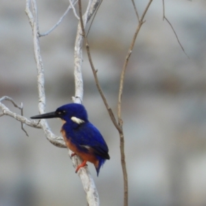 Ceyx azureus at Mutarnee, QLD - 20 Sep 2019