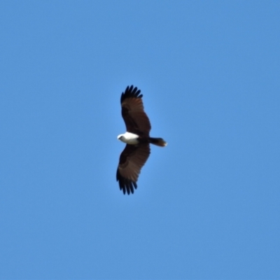 Haliastur indus (Brahminy Kite) at Crystal Creek, QLD - 20 Sep 2019 by TerryS