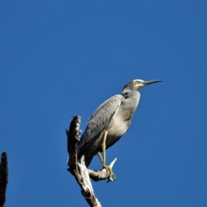 Egretta novaehollandiae at Crystal Creek, QLD - 21 Sep 2019 08:40 AM