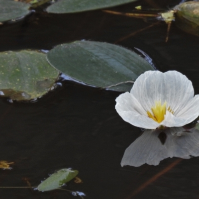 Ottelia ovalifolia subsp. ovalifolia (Swamp Lily) at Coree, ACT - 19 Jan 2022 by JohnBundock