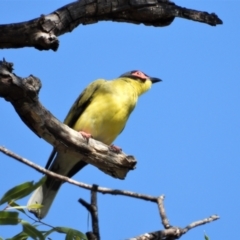 Sphecotheres vieilloti (Australasian Figbird) at Mutarnee, QLD - 20 Sep 2019 by TerryS