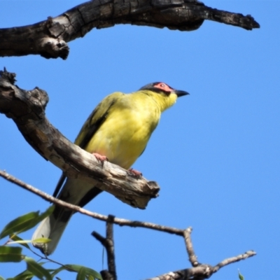 Sphecotheres vieilloti (Australasian Figbird) at Mutarnee, QLD - 20 Sep 2019 by TerryS