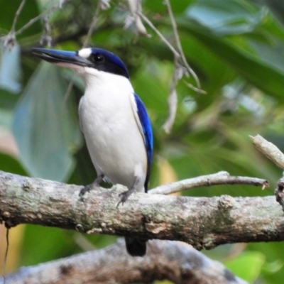Todiramphus macleayii (Forest Kingfisher) at Mutarnee, QLD - 21 Sep 2019 by TerryS