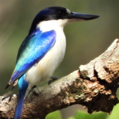 Todiramphus macleayii (Forest Kingfisher) at Mutarnee, QLD - 21 Sep 2019 by TerryS