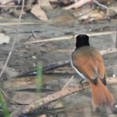 Myiagra alecto (Shining Flycatcher) at Mutarnee, QLD - 21 Sep 2019 by TerryS